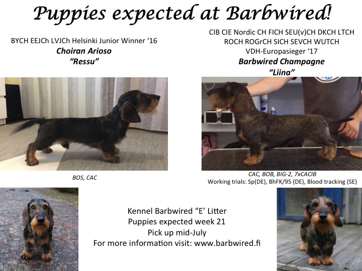 Puppy-announcement-Liina